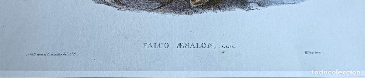 Arte: L&aacute;mina FALCO AESALON - Foto 3