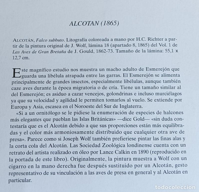 Arte: L&aacute;mina FALCO AESALON - Foto 5