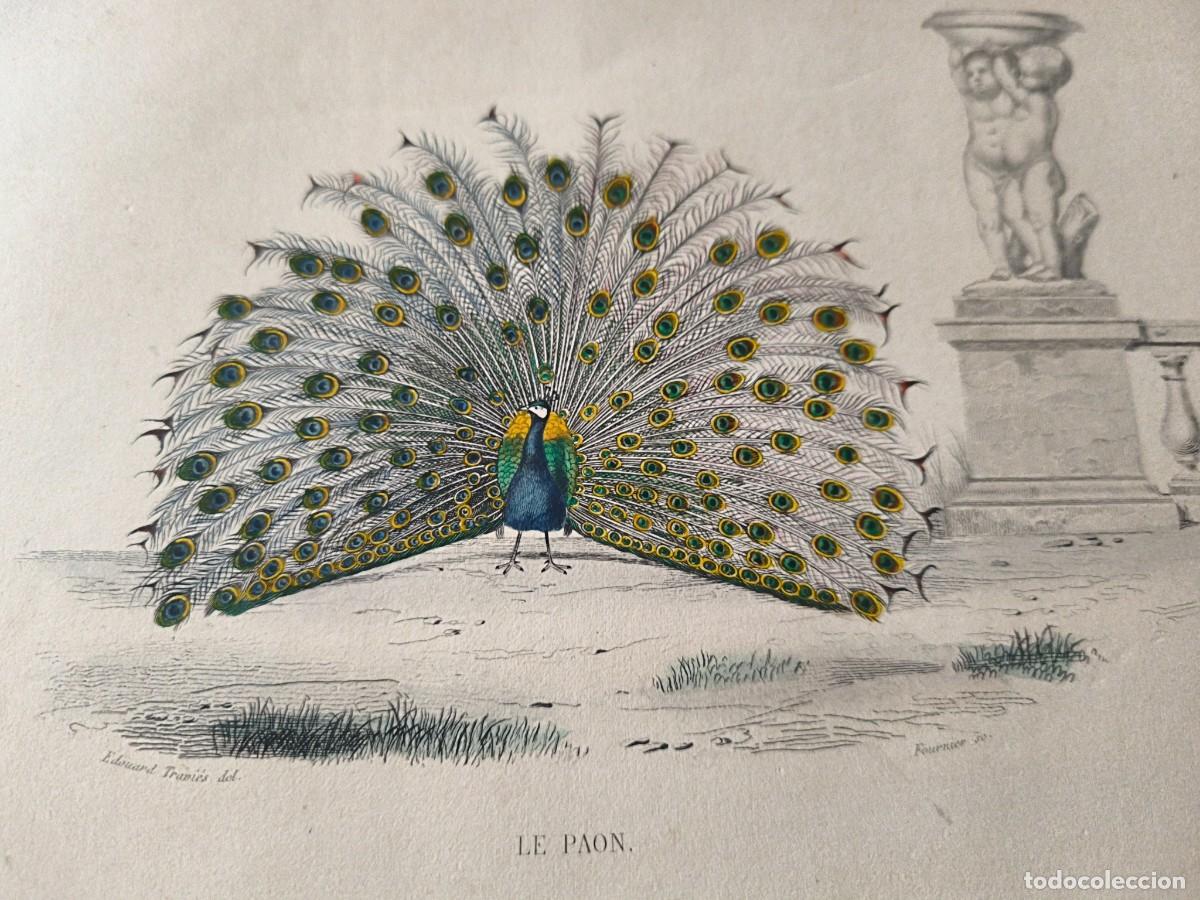 Arte: L&aacute;mina a color. Le Paon - Foto 2