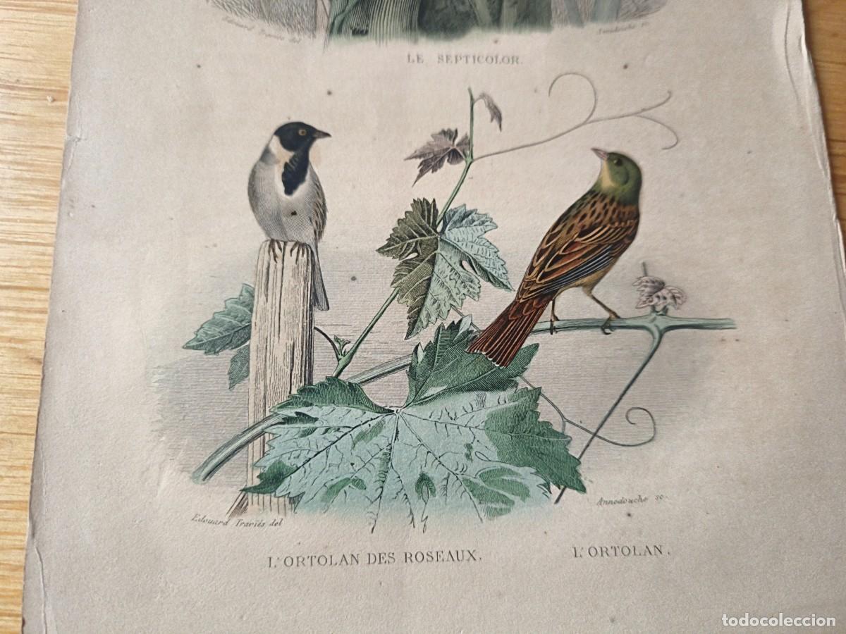 Arte: L&aacute;mina a color. Le ortolan - Foto 3