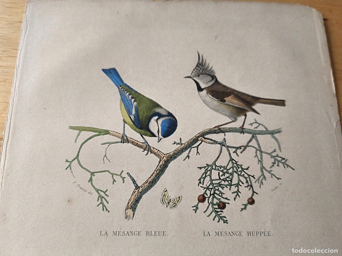 Arte: L&aacute;mina a color. Le grimpereau - Foto 2