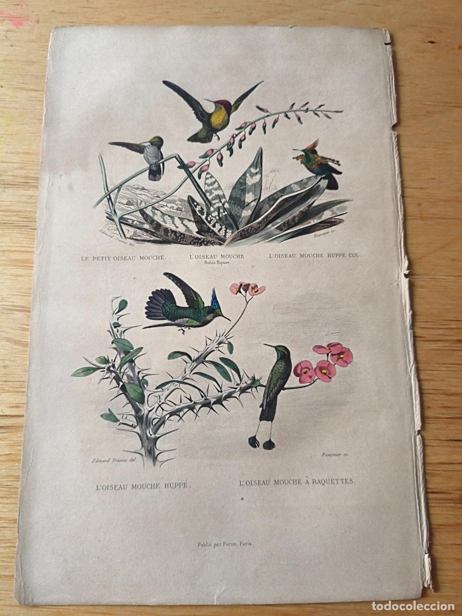 Arte: L&aacute;mina a color. Le oiseau - Foto 1