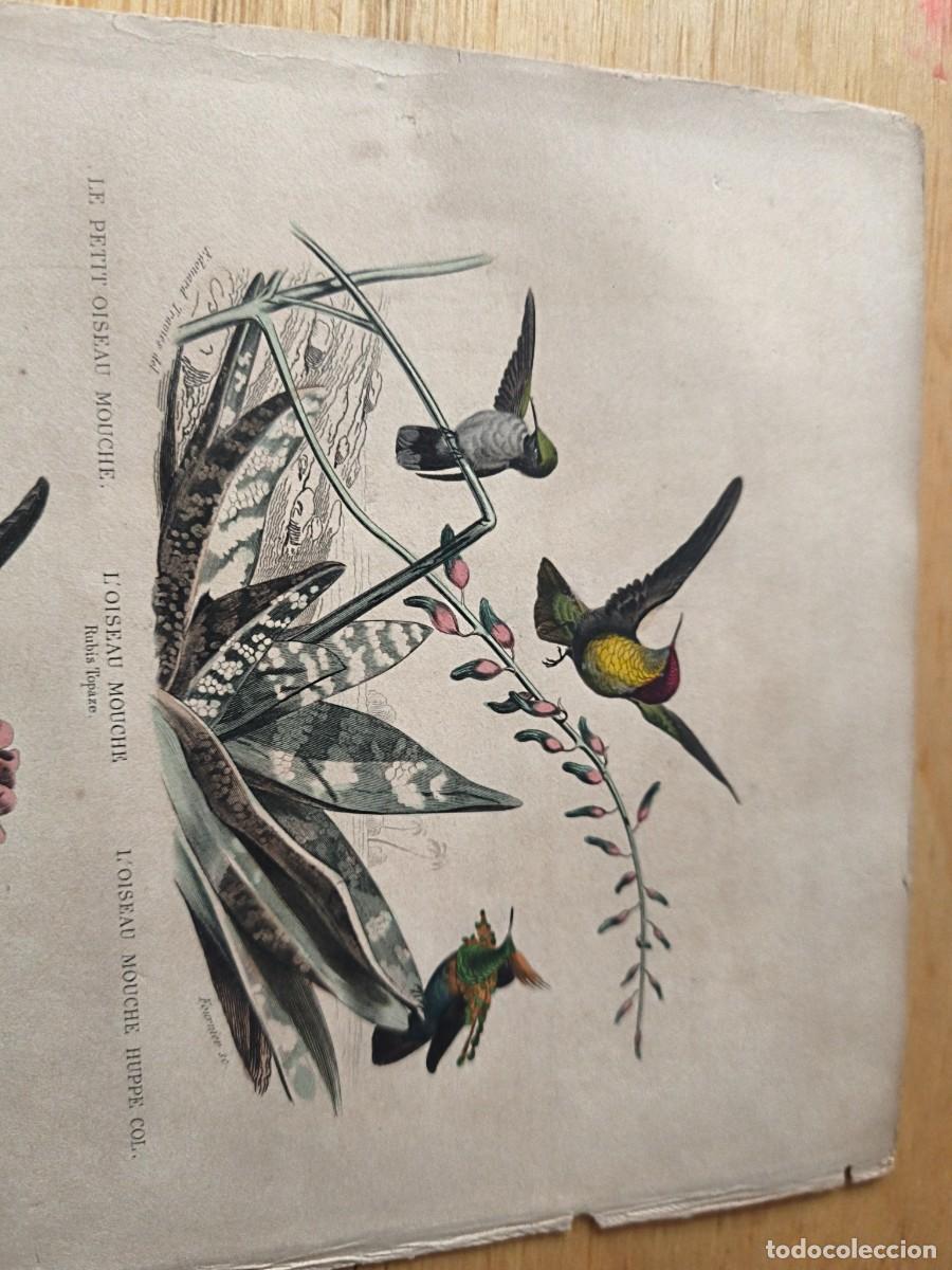 Arte: L&aacute;mina a color. Le oiseau - Foto 2
