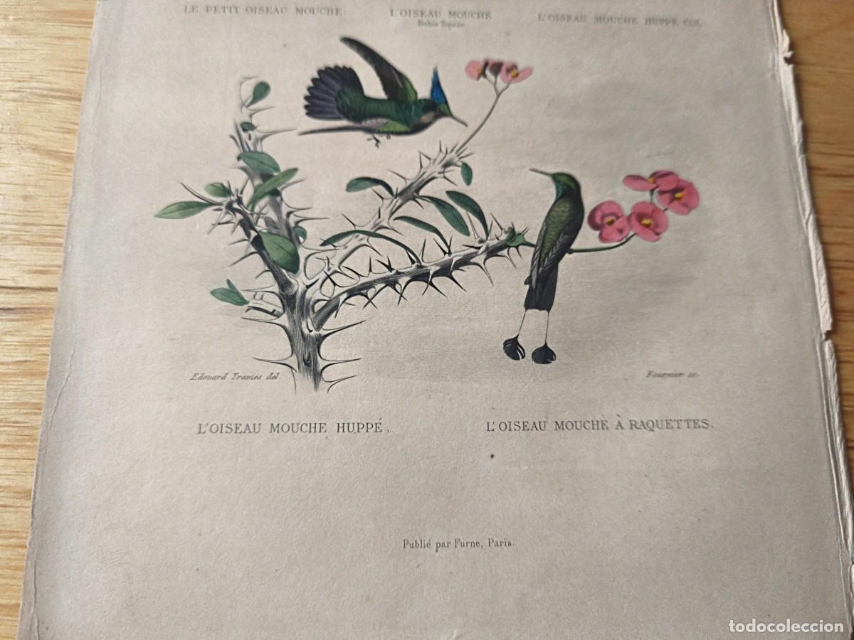 Arte: L&aacute;mina a color. Le oiseau - Foto 3