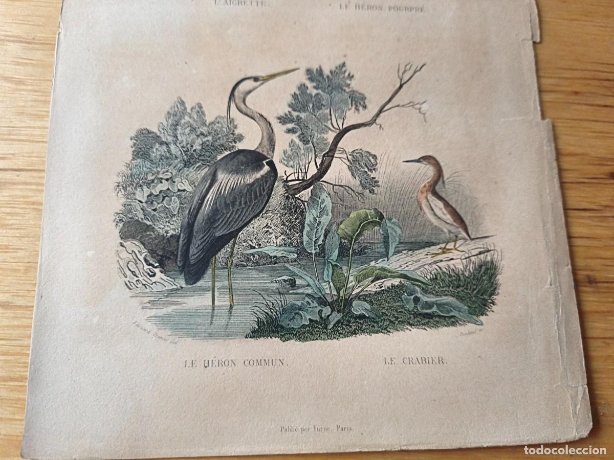Arte: L&aacute;mina a color. Le heron - Foto 3