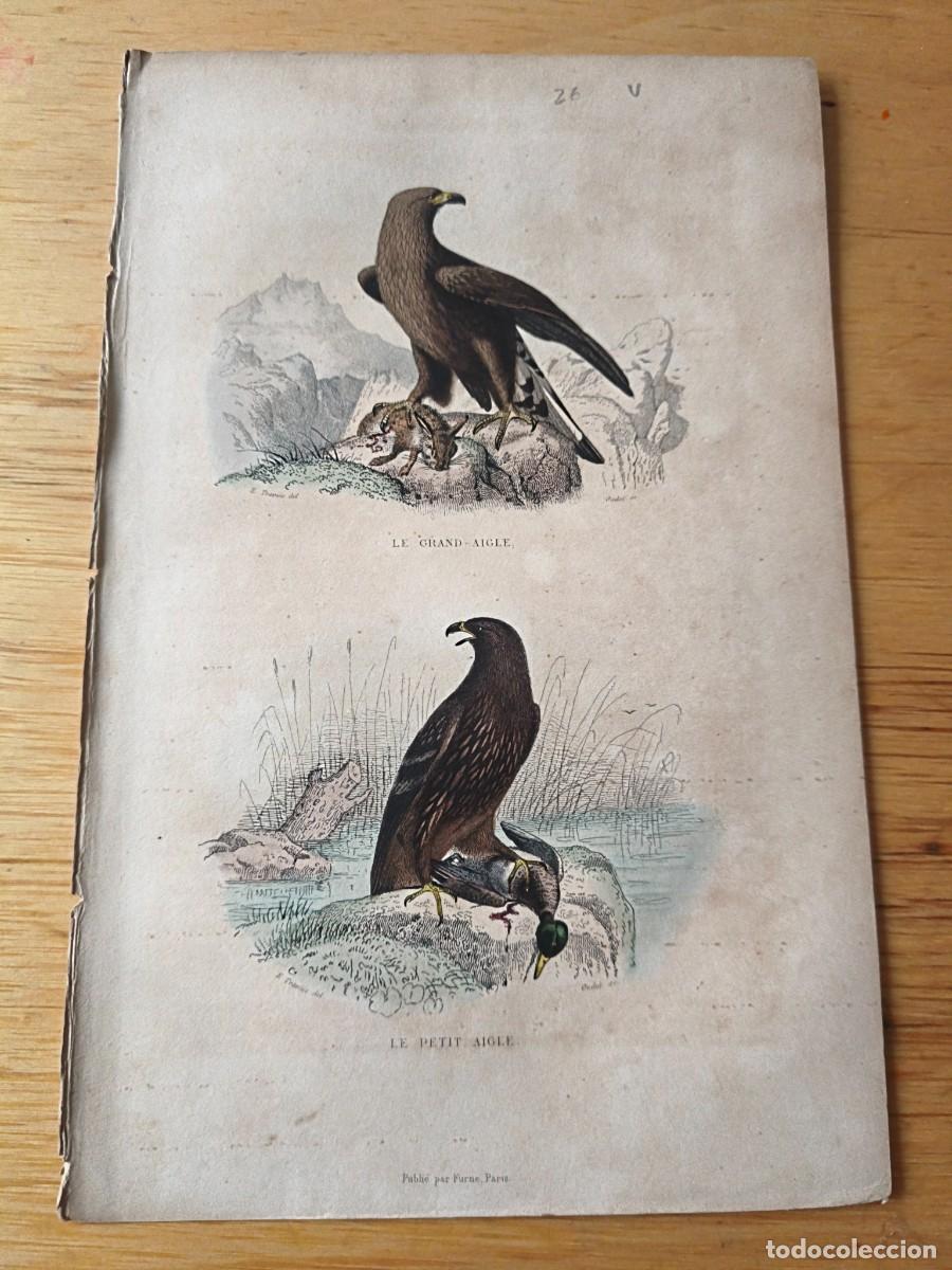 Arte: L&aacute;mina a color. Le petit aigle - Foto 1