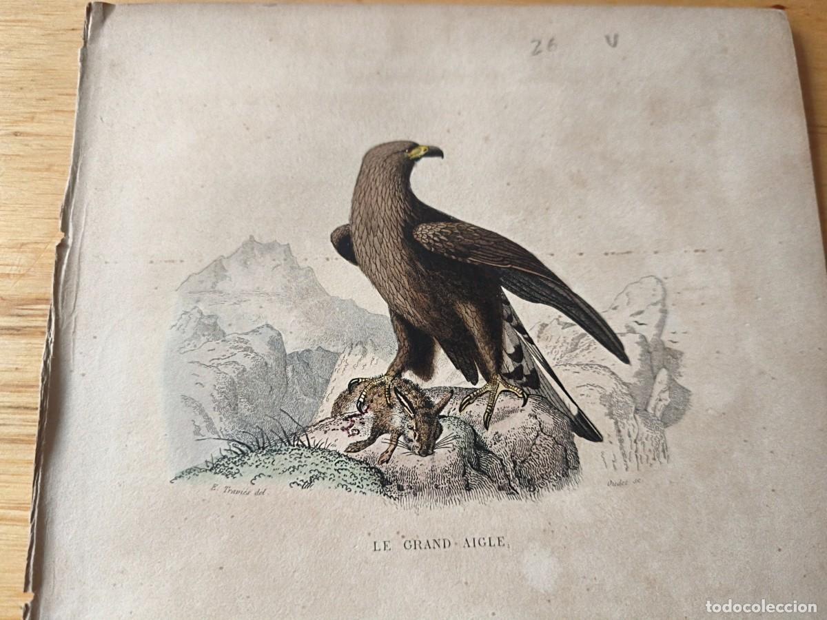 Arte: L&aacute;mina a color. Le petit aigle - Foto 2