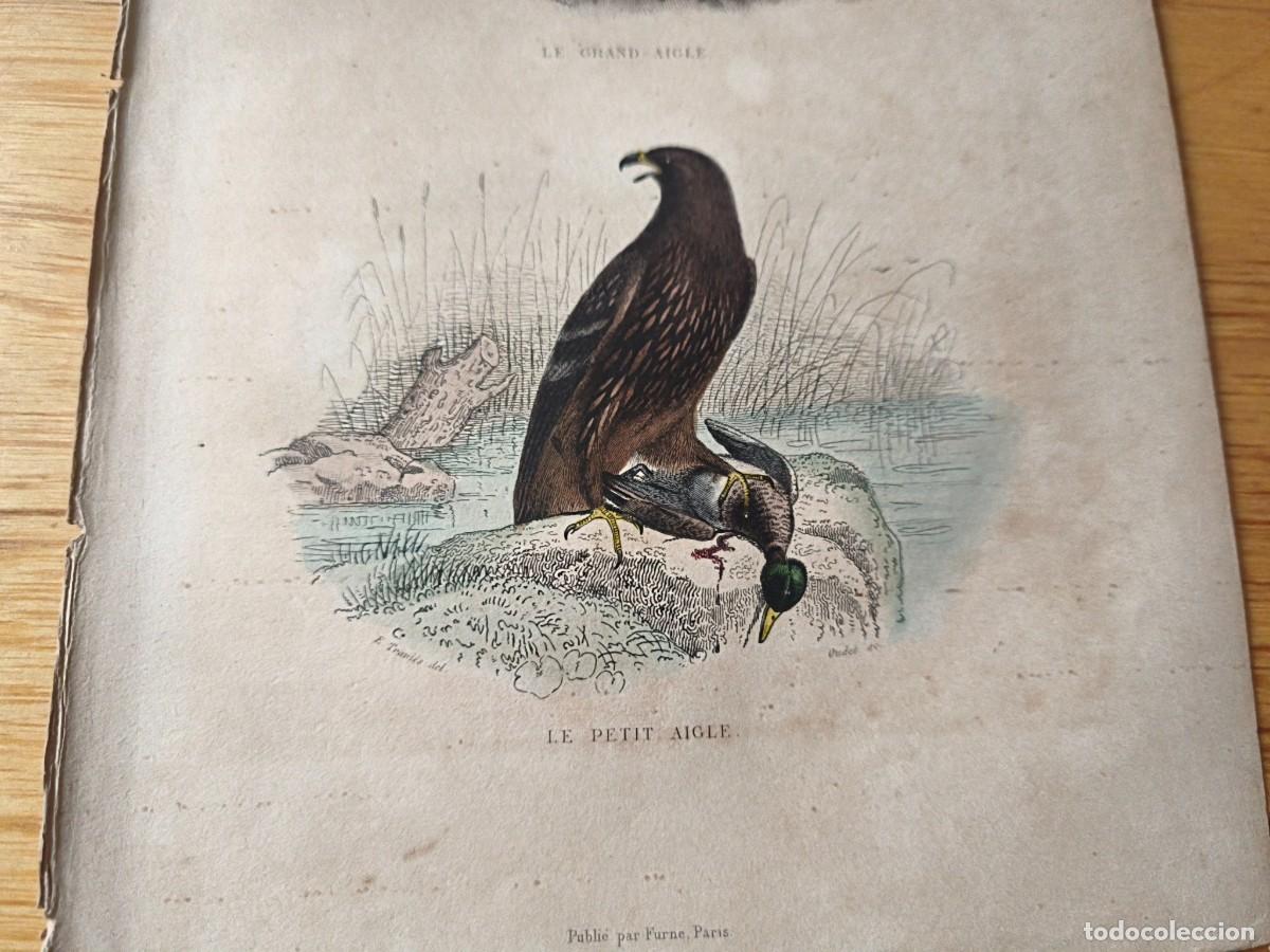 Arte: L&aacute;mina a color. Le petit aigle - Foto 3