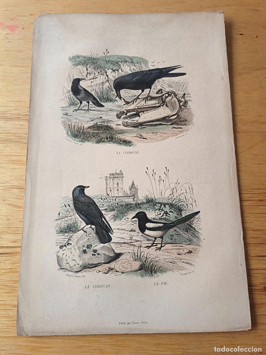 Arte: Laminas a color. Le choucas - Foto 1