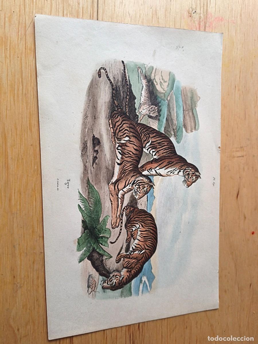 Arte: Laminas a color. Tigre - Foto 1