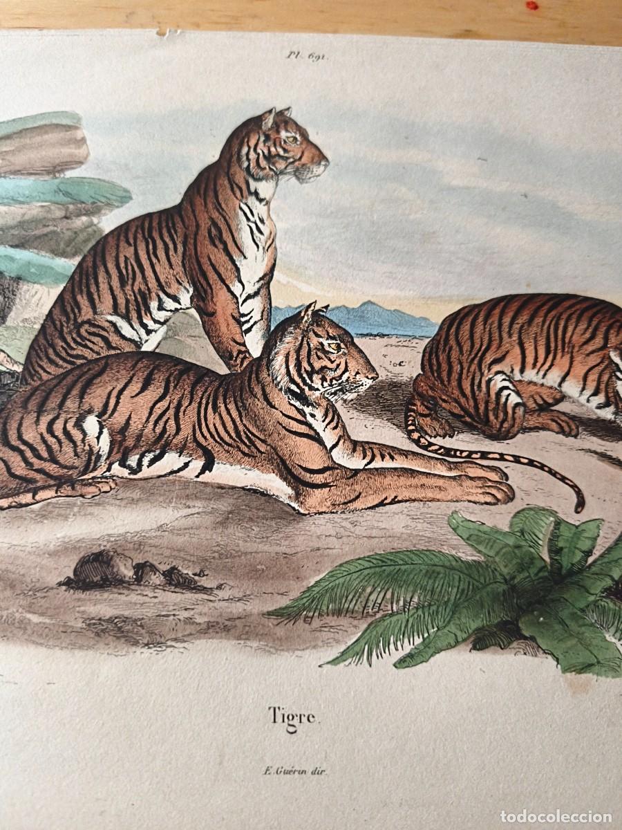 Arte: Laminas a color. Tigre - Foto 2