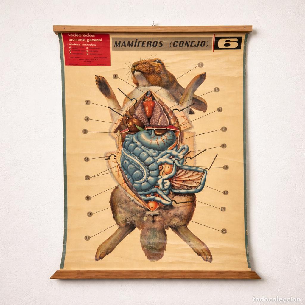 Arte: L&aacute;mina escolar anatomia del conejo. - Foto 1