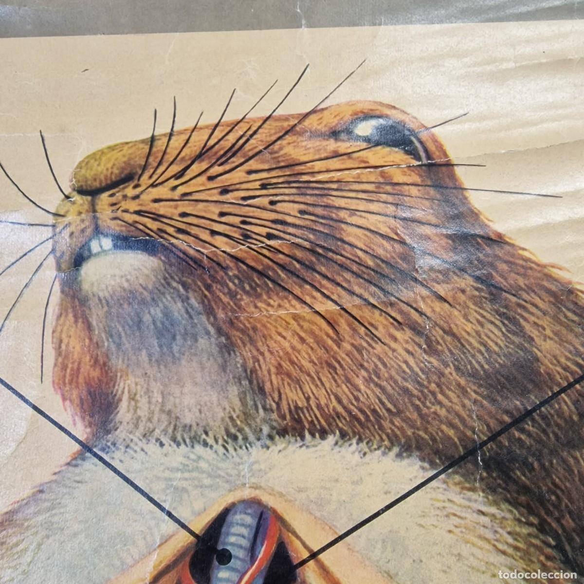 Arte: L&aacute;mina escolar anatomia del conejo. - Foto 2