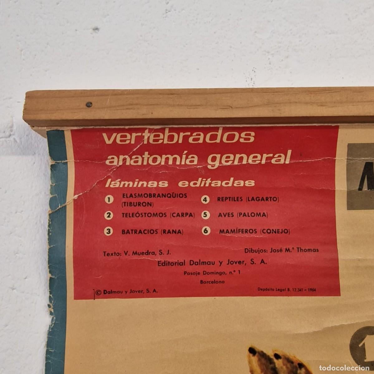 Arte: L&aacute;mina escolar anatomia del conejo. - Foto 3