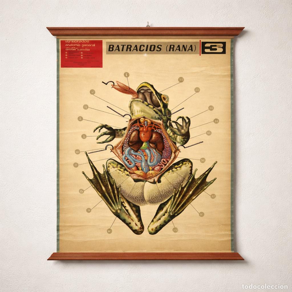 Arte: L&aacute;mina escolar anatomia de la rana - Foto 1