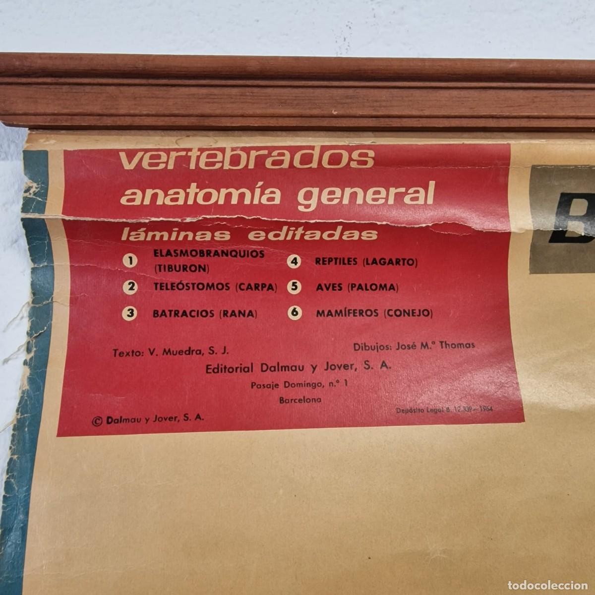Arte: L&aacute;mina escolar anatomia de la rana - Foto 2
