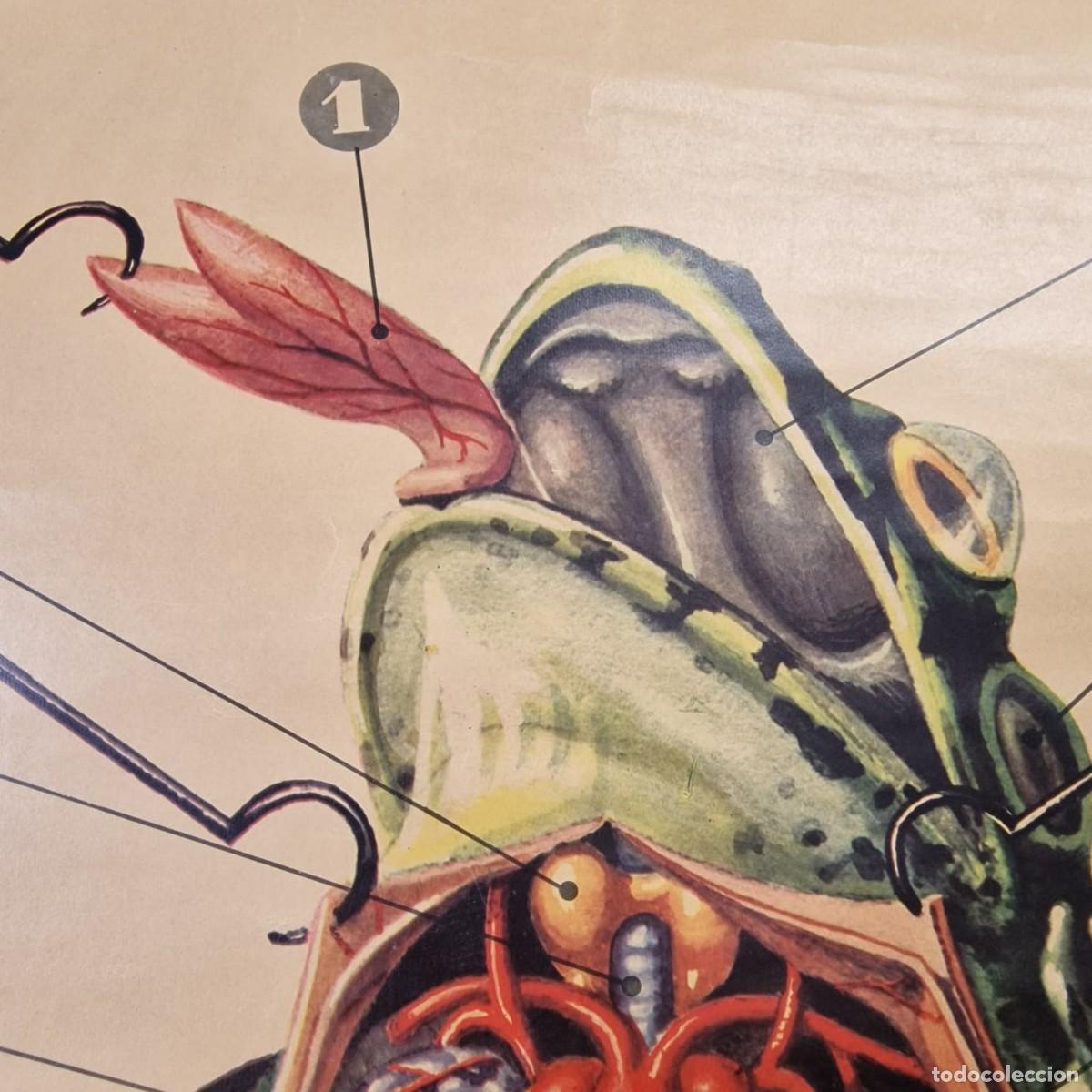 Arte: L&aacute;mina escolar anatomia de la rana - Foto 3