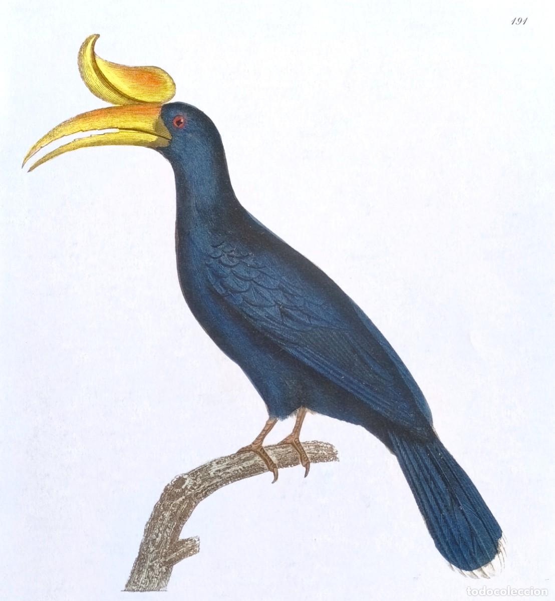 Arte: L&aacute;mina de Aves Calao. L&aacute;minas p&aacute;jaros