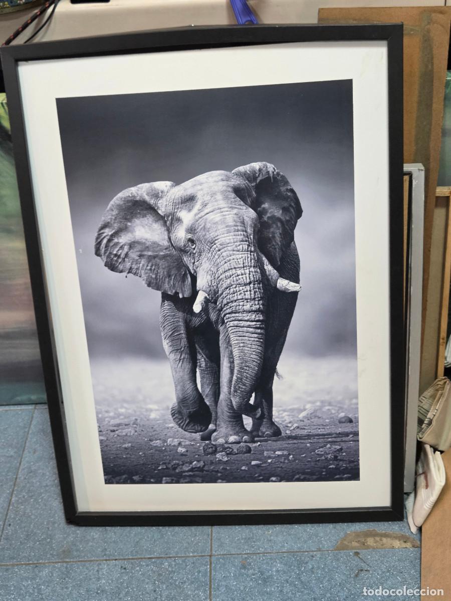 Arte: cuadro lamina elefante - Foto 1