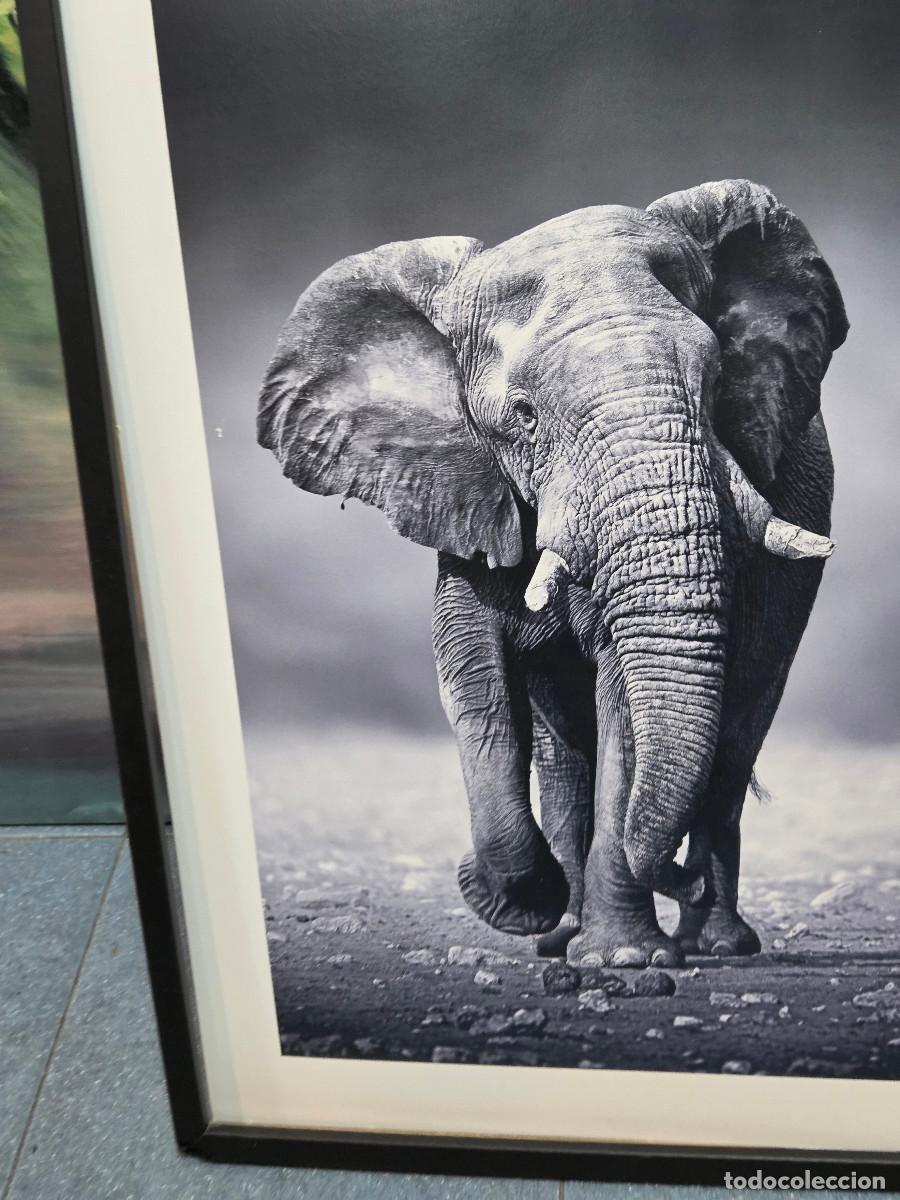 Arte: cuadro lamina elefante - Foto 2