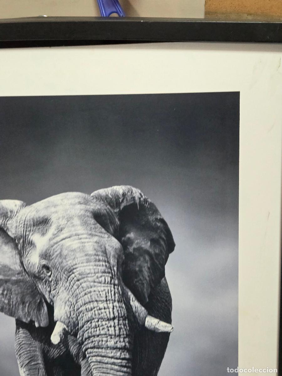 Arte: cuadro lamina elefante - Foto 3