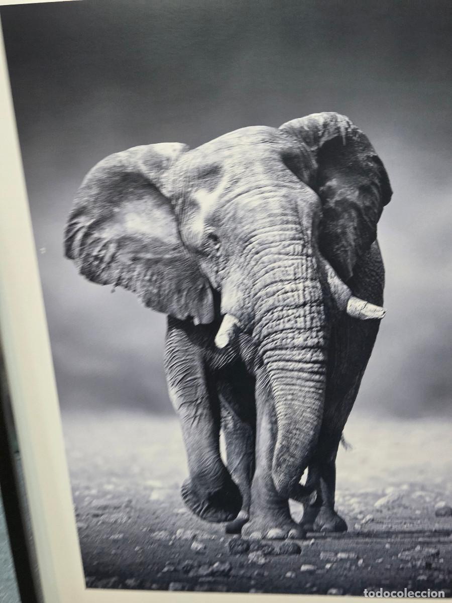 Arte: cuadro lamina elefante - Foto 4