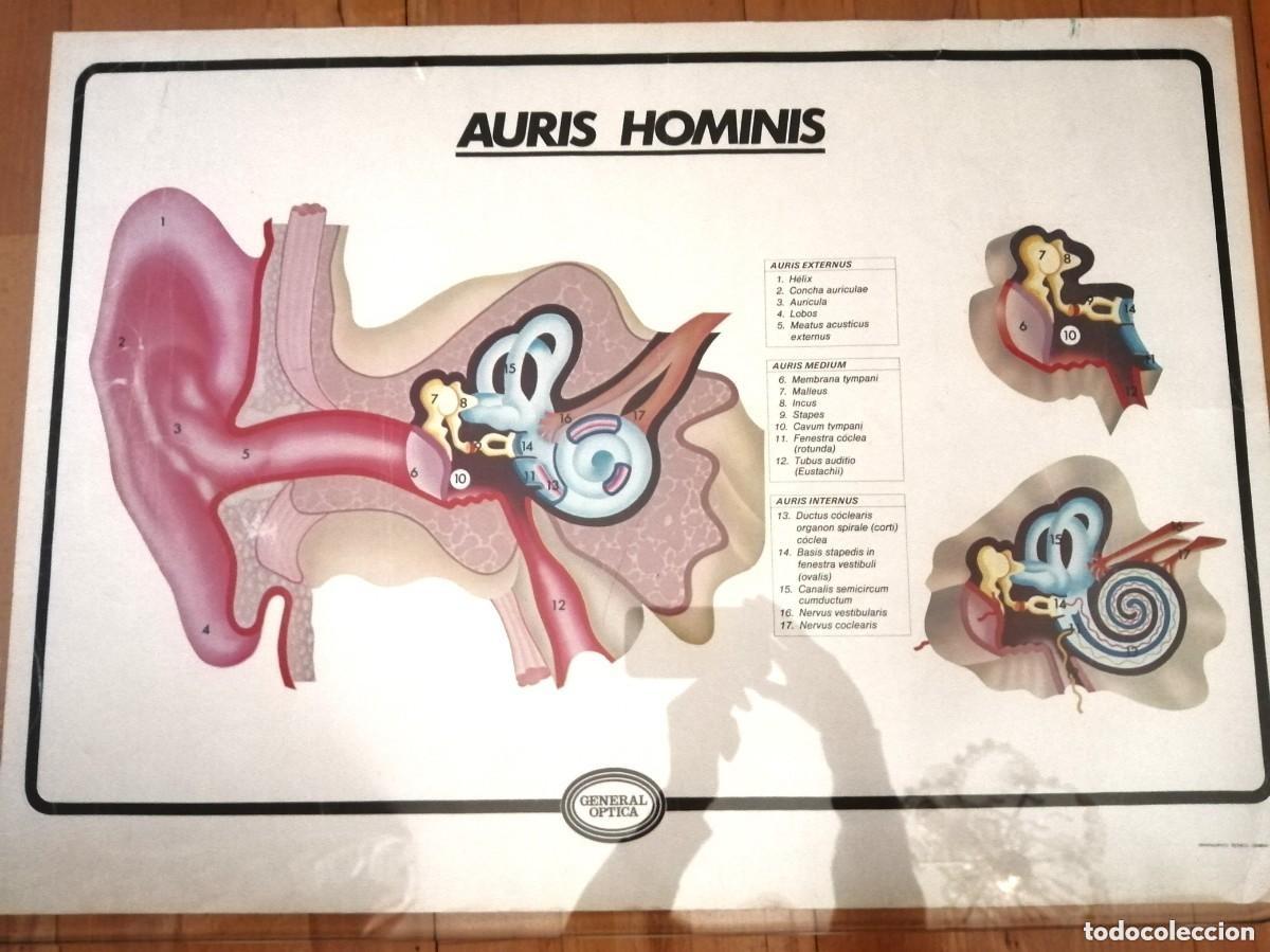Arte: ANTIGUA L&Aacute;MINA &Oacute;PTICA - AURIS HOMINIS - VINTAGE - GENERAL &Oacute;PTICA