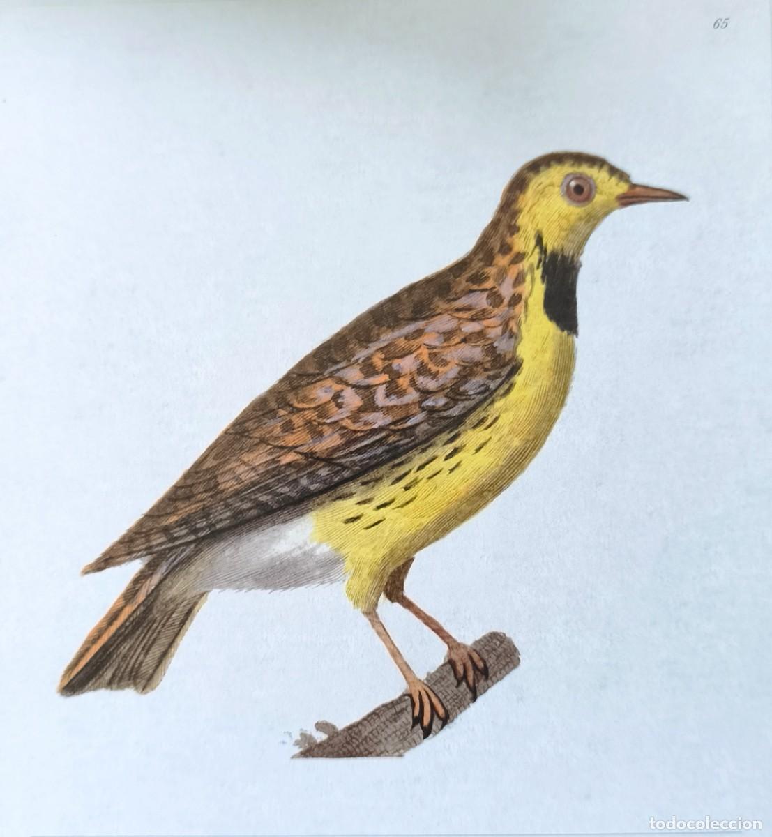 Arte: L&aacute;mina de Aves Estornino. L&aacute;minas p&aacute;jaros 20x17 cms.