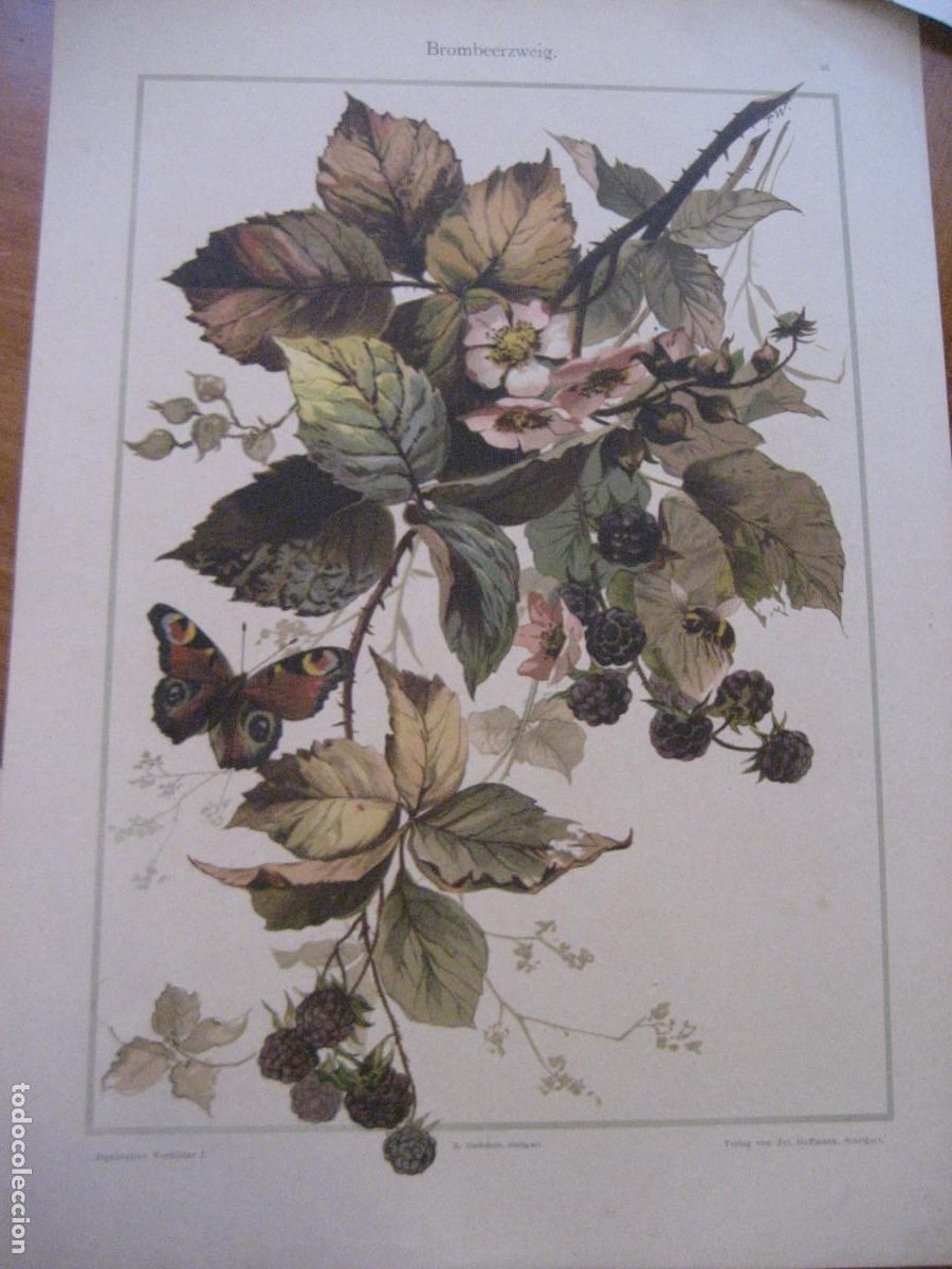 Kunst: L&aacute;mina antigua Dekorative Vorbilder I . Verlag Hoffmann Sttutgart . s XIX floral mariposa