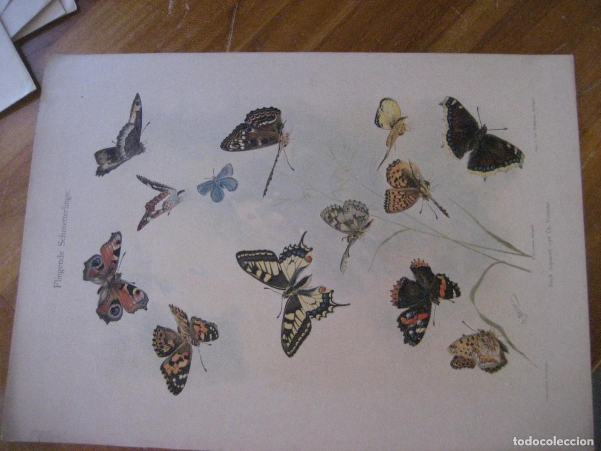 Arte: L&aacute;mina antigua mariposas Votteler Dekorative Volbirder Verlag Hoffmann Sttutgart s XIX