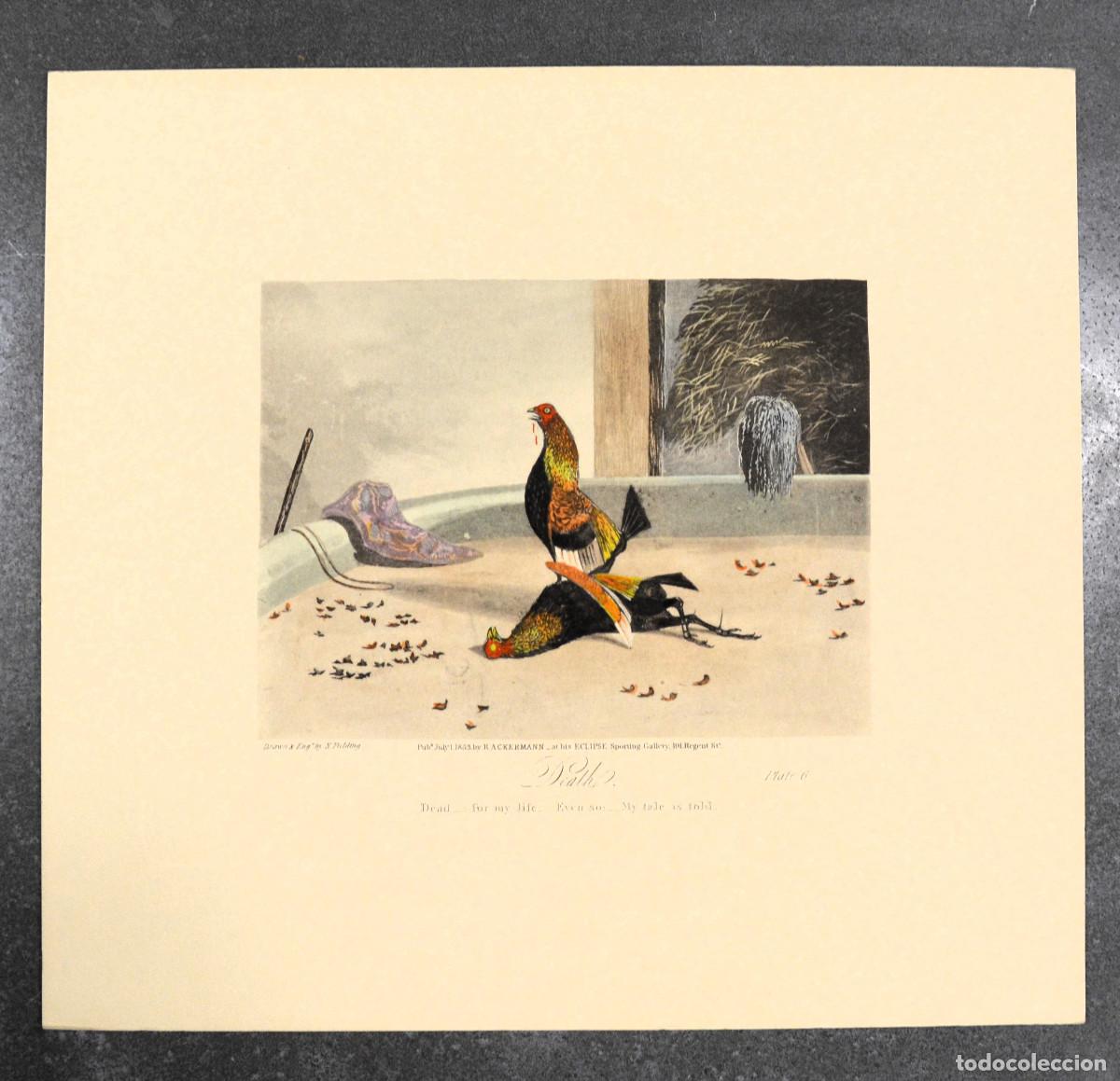 Arte: Gallos de Pelea. Death. Dibuj&oacute; y grab&oacute; N. Fielding.