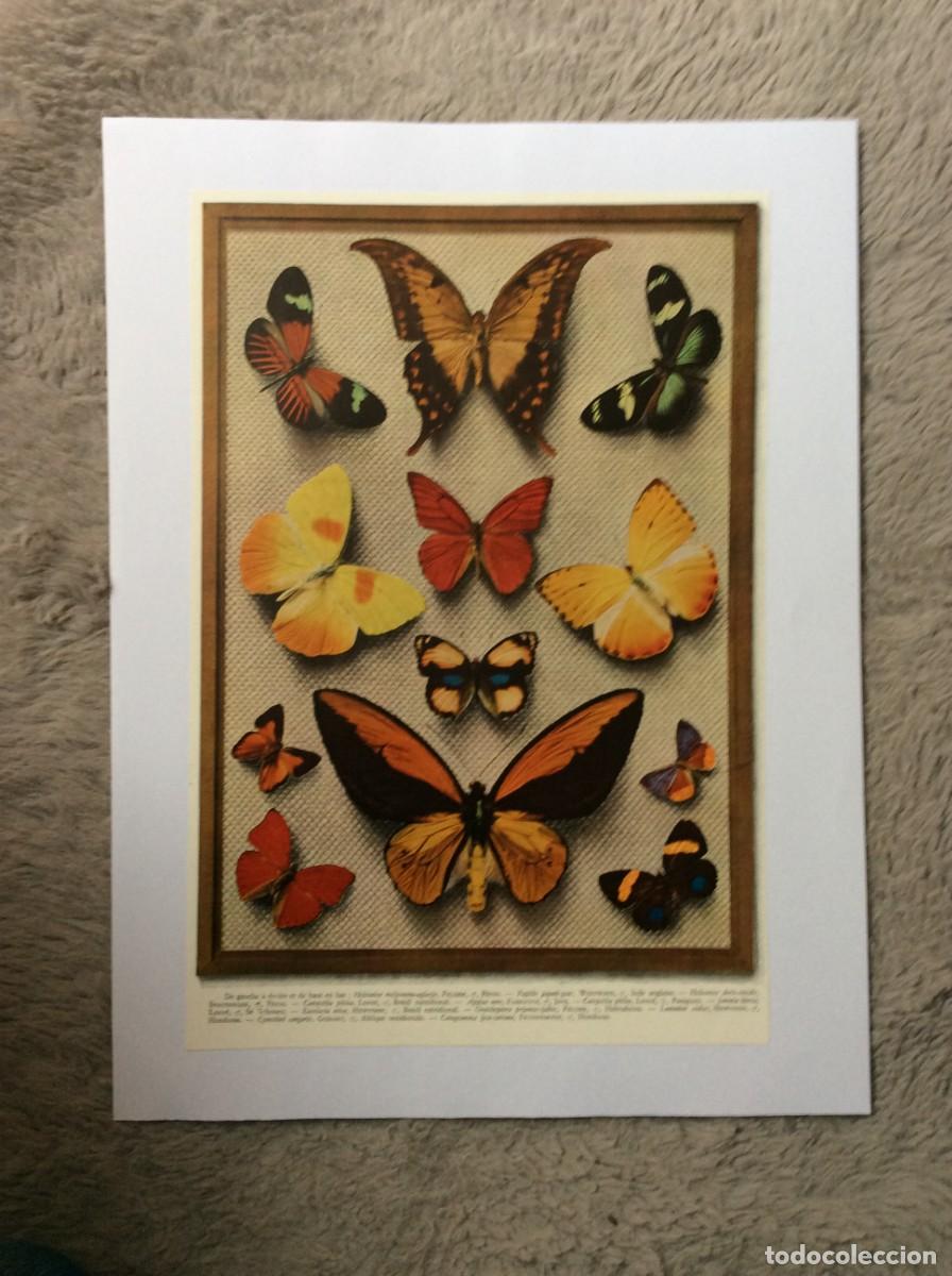 Kunst: Tema: Borboletas de v&aacute;rios pa&iacute;ses com descri&ccedil;&atilde;o. Ano 1933 ( Com descri&ccedil;&atilde;o)