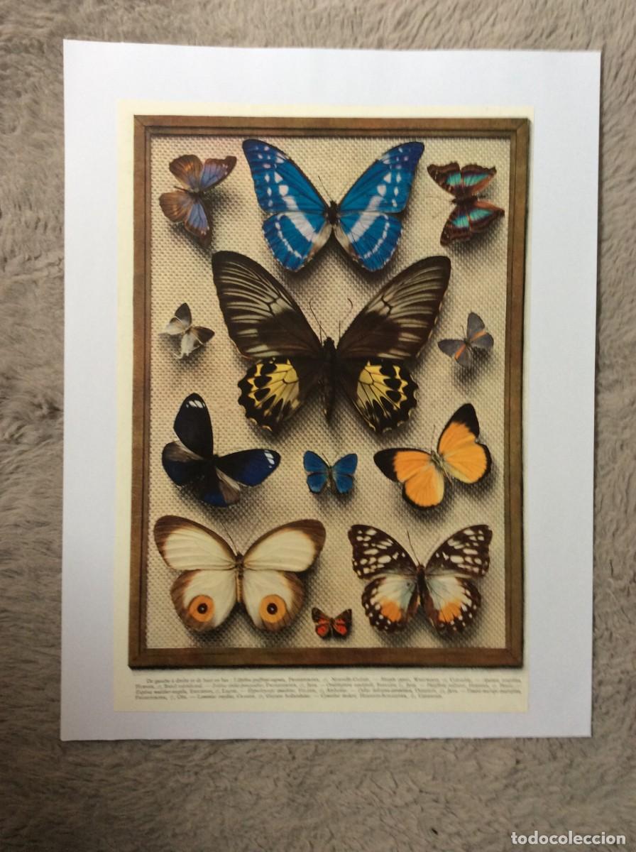 Kunst: Tema: Borboletas de v&aacute;rios pa&iacute;ses com descri&ccedil;&atilde;o. Ano 1933 ( Com descri&ccedil;&atilde;o)