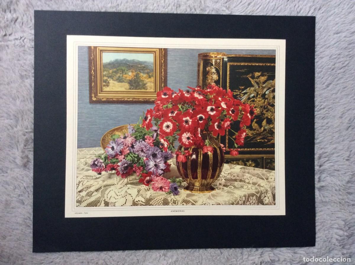 Arte: Tema: Flores ( An&eacute;monas ). L&aacute;mina da Litografia Maia, Porto. Ano 196?