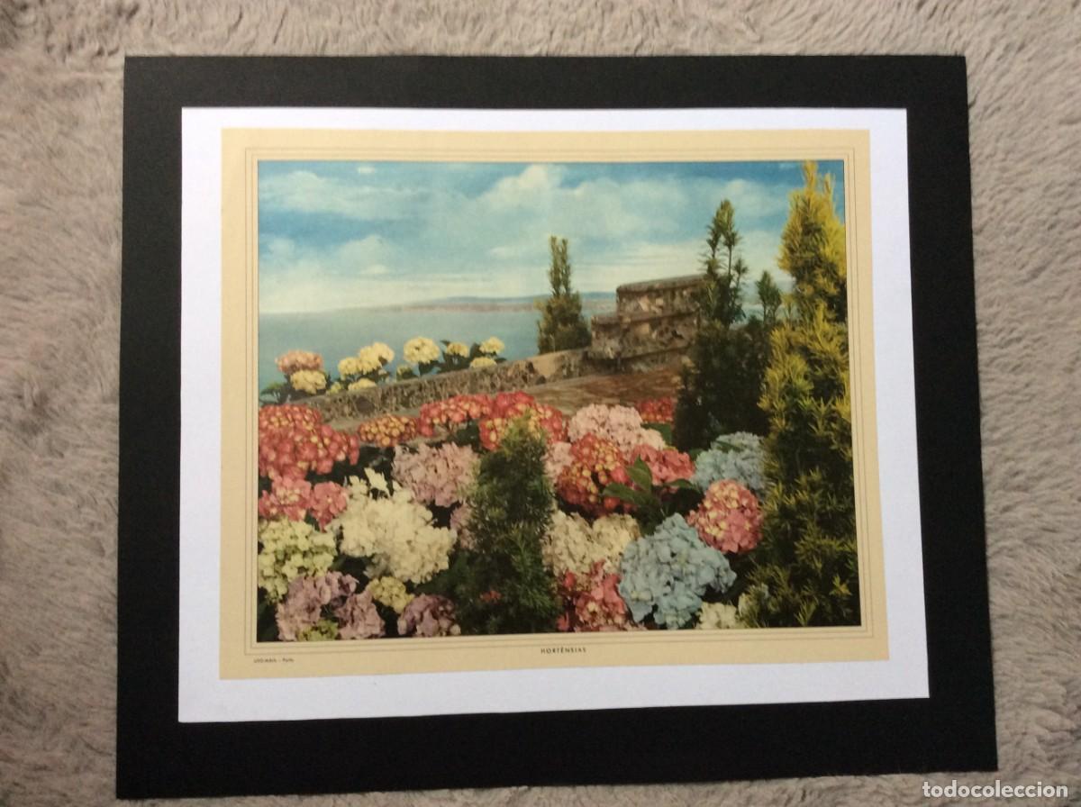 Arte: Tema: Flores ( Hort&ecirc;nsias ). Exemplar da Litografia Maia, Porto. Ano 196?