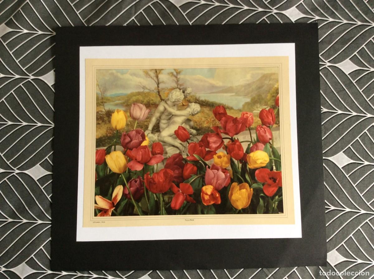 Arte: Tema: Flores ( Tulipas ). L&aacute;mina da Litografia Maia, Porto. Ano 196?