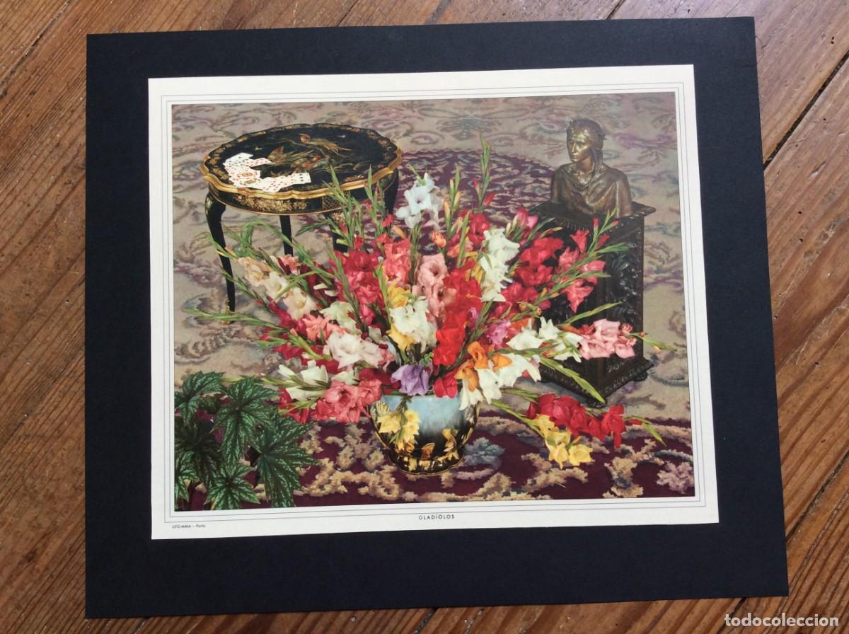 Arte: Tema: Flores ( Glad&iacute;olos ). Exemplar da Litografia Maia, Porto. Ano 196?