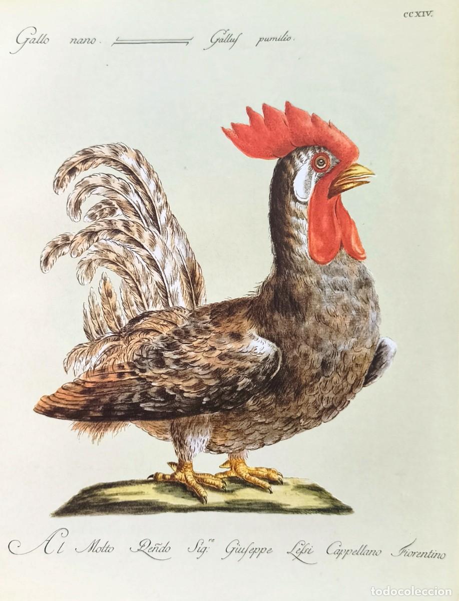 Arte: L&aacute;mina Aves Gallo. L&aacute;minas p&aacute;jaros 28x21 cms.