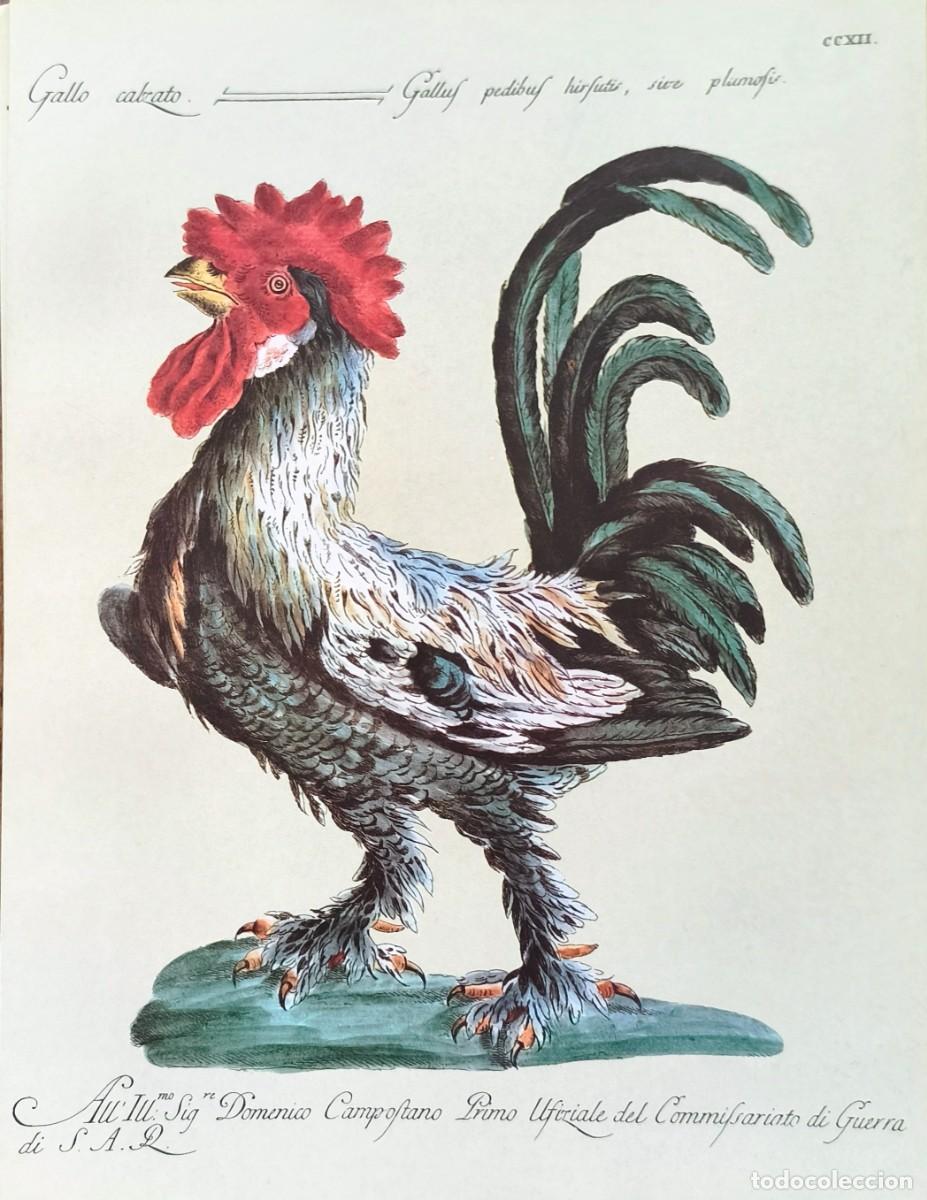 Arte: L&aacute;mina Aves Gallo. L&aacute;minas p&aacute;jaros 28x21 cms.