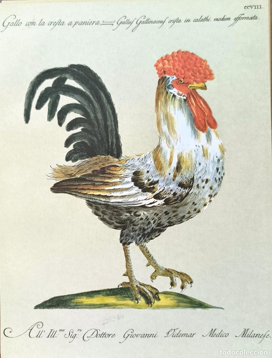 Arte: L&aacute;mina Aves Gallo. L&aacute;minas p&aacute;jaros 28x21 cms.