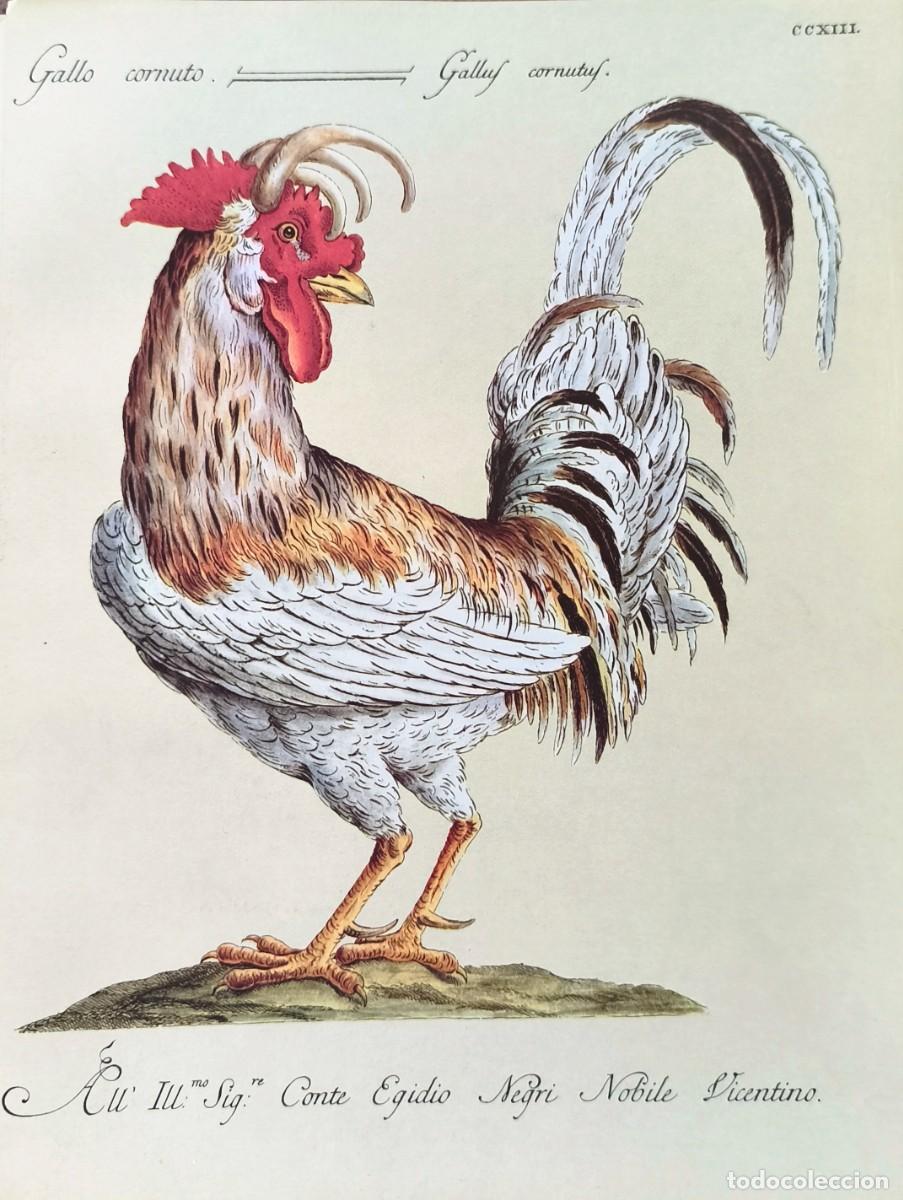 Arte: L&aacute;mina Aves Gallo. L&aacute;minas p&aacute;jaros 28x21 cms.