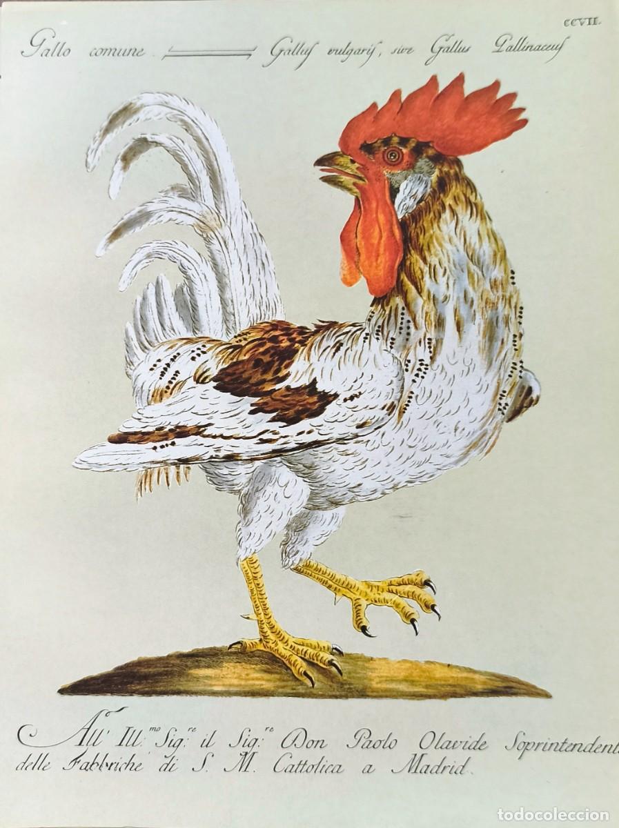 Arte: L&aacute;mina Aves Gallo. L&aacute;minas p&aacute;jaros 28x21 cms.