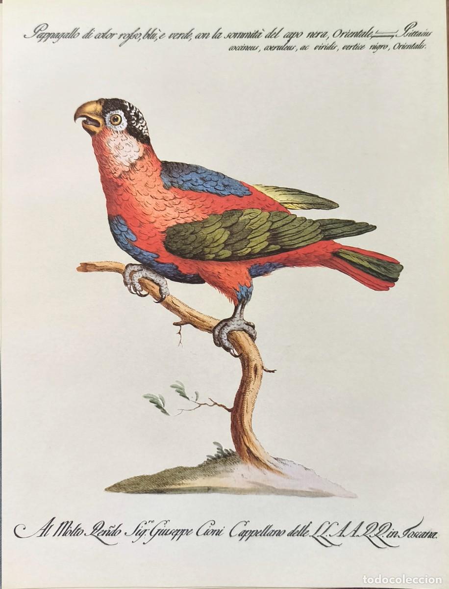 Kunst: L&aacute;mina Aves Papagayo. L&aacute;minas p&aacute;jaros 28x21 cms.