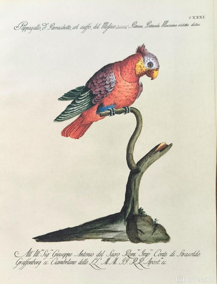 Kunst: L&aacute;mina Aves Papagayo. L&aacute;minas p&aacute;jaros 28x21 cms.