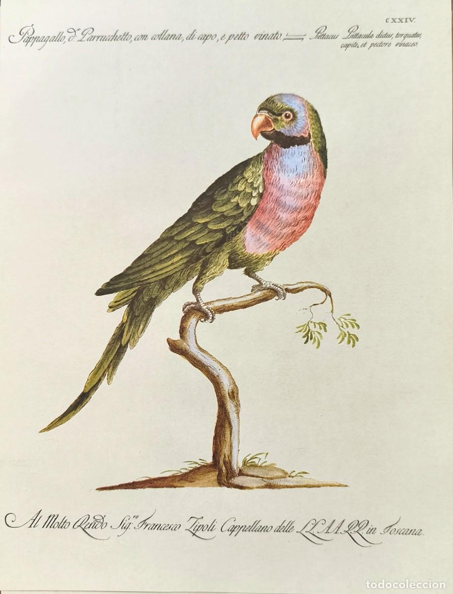 Kunst: L&aacute;mina Aves Papagayo. L&aacute;minas p&aacute;jaros 28x21 cms.