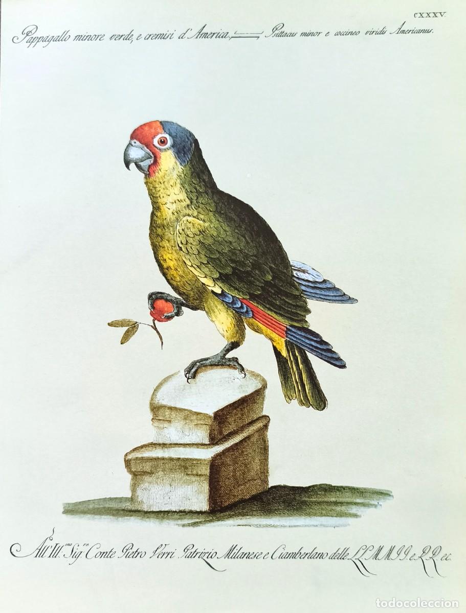 Arte: L&aacute;mina Aves Papagayo. L&aacute;minas p&aacute;jaros 28x21 cms.