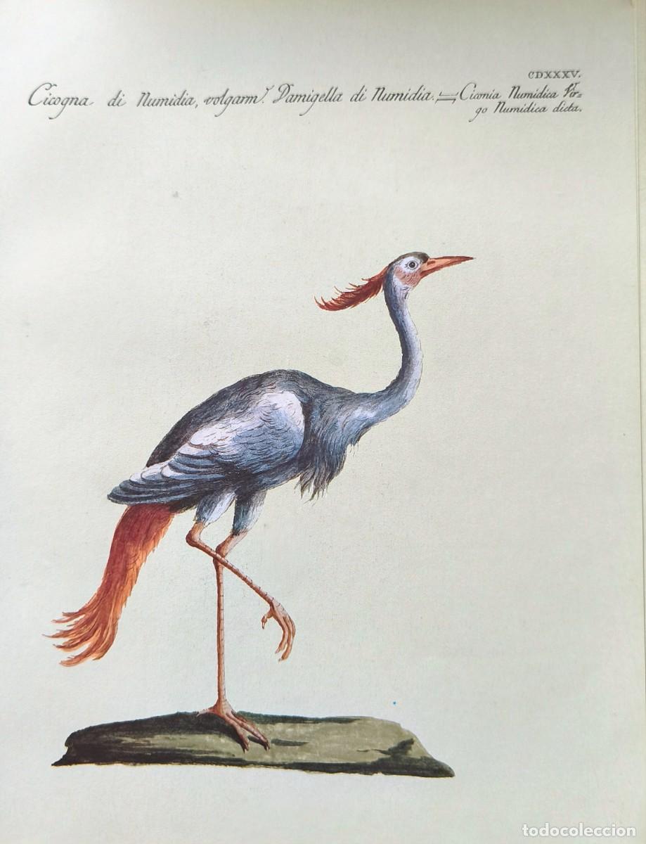 Arte: L&aacute;mina Aves Cigue&ntilde;a. L&aacute;minas p&aacute;jaros 28x21 cms.