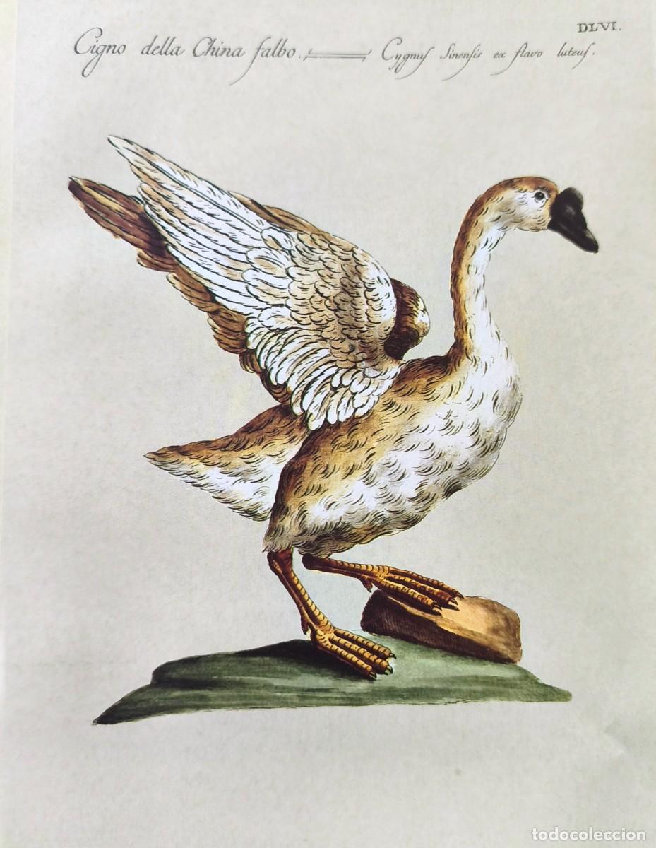 Arte: L&aacute;mina Aves Cisne. L&aacute;minas p&aacute;jaros 28x21 cms.