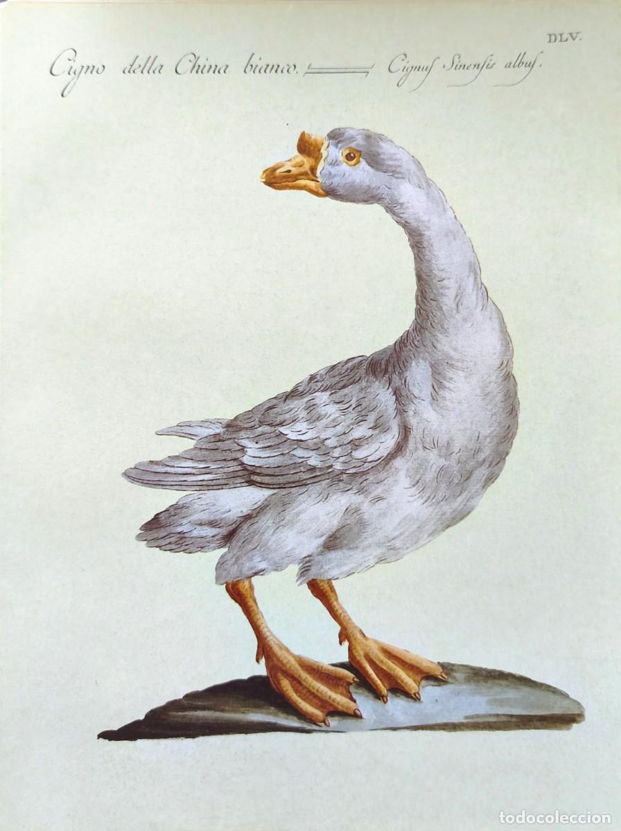 Arte: L&aacute;mina Aves Cisne. L&aacute;minas p&aacute;jaros 28x21 cms.
