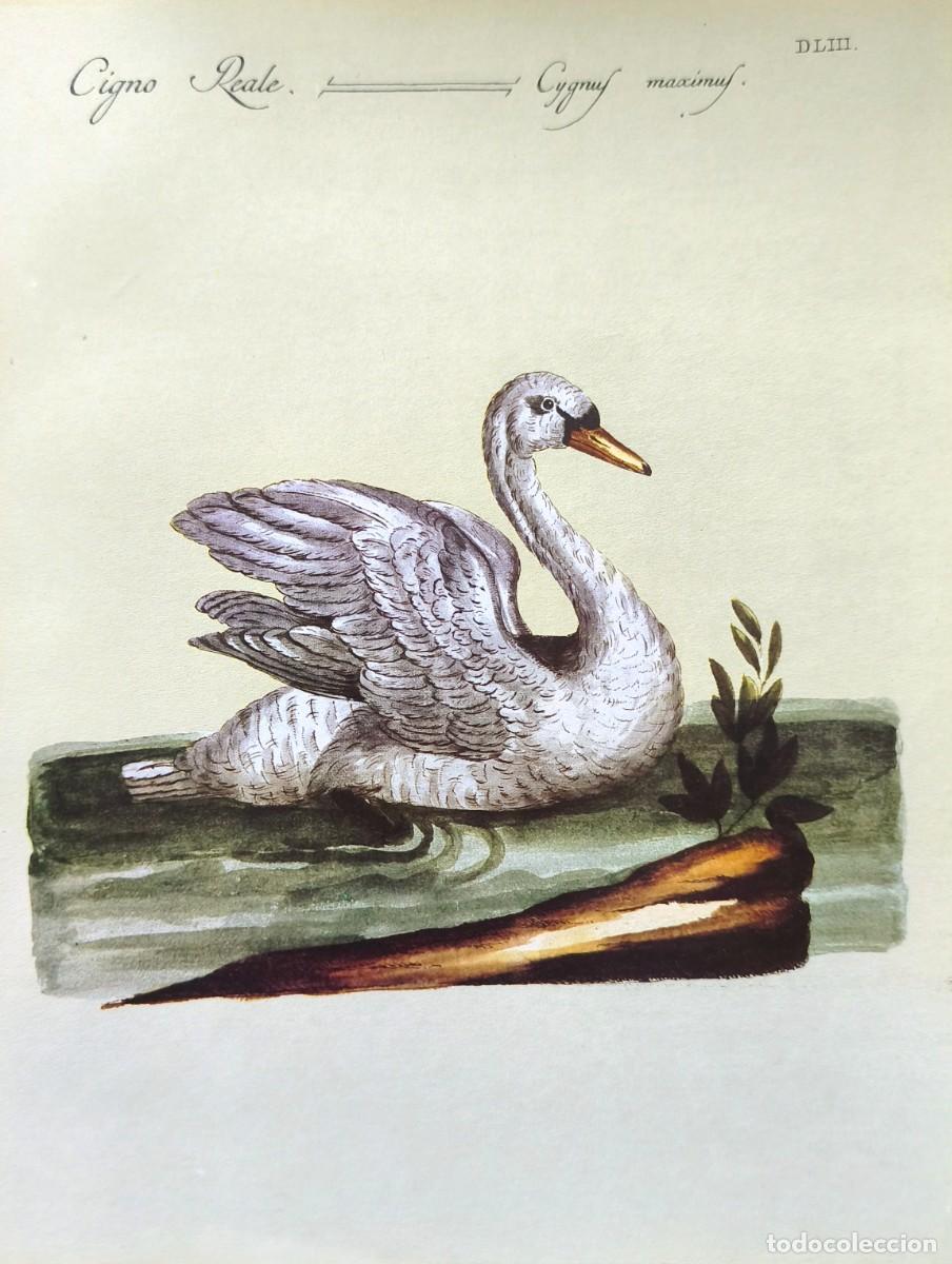 Arte: L&aacute;mina Aves Cisne. L&aacute;minas p&aacute;jaros 28x21 cms.